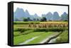 China, Rice Fields at the Yulong River, Landscape, Karst Mountains-Catharina Lux-Framed Stretched Canvas