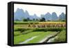 China, Rice Fields at the Yulong River, Landscape, Karst Mountains-Catharina Lux-Framed Stretched Canvas