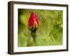 China Rose, garden rose-Michael Scheufler-Framed Photographic Print