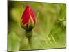 China Rose, garden rose-Michael Scheufler-Mounted Photographic Print