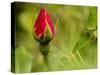 China Rose, garden rose-Michael Scheufler-Stretched Canvas