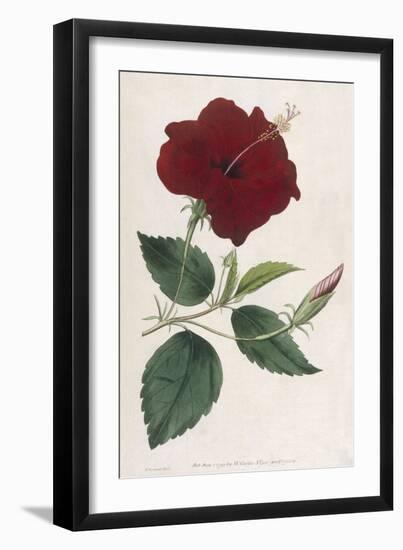China Rose Hibiscus-William Curtis-Framed Art Print
