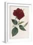 China Rose Hibiscus-William Curtis-Framed Art Print