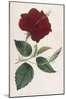 China Rose Hibiscus-William Curtis-Mounted Art Print