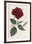 China Rose Hibiscus-William Curtis-Framed Premium Giclee Print