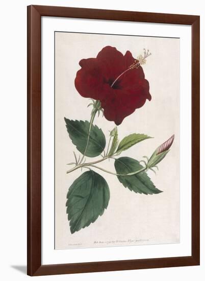 China Rose Hibiscus-William Curtis-Framed Premium Giclee Print