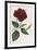 China Rose Hibiscus-William Curtis-Framed Premium Giclee Print