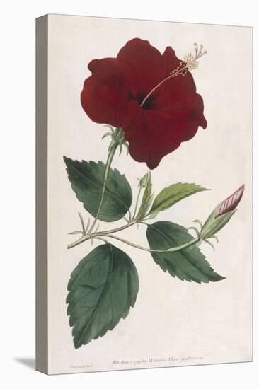 China Rose Hibiscus-William Curtis-Stretched Canvas