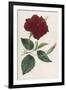 China Rose Hibiscus-William Curtis-Framed Art Print