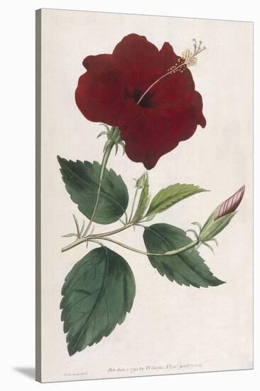 China Rose Hibiscus-William Curtis-Stretched Canvas