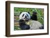 China 'S Giant Panda Bear-wusuowei-Framed Photographic Print