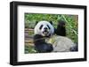 China 'S Giant Panda Bear-wusuowei-Framed Photographic Print