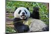 China 'S Giant Panda Bear-wusuowei-Mounted Photographic Print