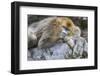 China, Shaanxi Province, Foping National Nature Reserve. Golden snub-nosed monkey. An adult female-Ellen Goff-Framed Photographic Print