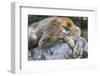 China, Shaanxi Province, Foping National Nature Reserve. Golden snub-nosed monkey. An adult female-Ellen Goff-Framed Photographic Print
