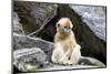 China, Shaanxi Province, Foping National Nature Reserve. Golden snub-nosed monkey. Juvenile monkey -Ellen Goff-Mounted Photographic Print