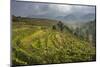 China, Shaanxi. Storm Clouds over Jade Valley Winery and Vineyard-Janis Miglavs-Mounted Photographic Print