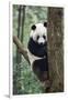 China, Sichuan, Chengdu, Giant Panda Bear at Chengdu Research Base-Paul Souders-Framed Photographic Print