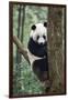 China, Sichuan, Chengdu, Giant Panda Bear at Chengdu Research Base-Paul Souders-Framed Photographic Print