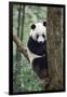 China, Sichuan, Chengdu, Giant Panda Bear at Chengdu Research Base-Paul Souders-Framed Photographic Print