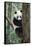 China, Sichuan, Chengdu, Giant Panda Bear at Chengdu Research Base-Paul Souders-Framed Stretched Canvas