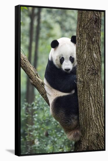 China, Sichuan, Chengdu, Giant Panda Bear at Chengdu Research Base-Paul Souders-Framed Stretched Canvas