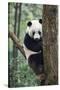China, Sichuan, Chengdu, Giant Panda Bear at Chengdu Research Base-Paul Souders-Stretched Canvas