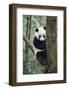 China, Sichuan, Chengdu, Giant Panda Bear at Chengdu Research Base-Paul Souders-Framed Photographic Print