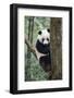 China, Sichuan, Chengdu, Giant Panda Bear at Chengdu Research Base-Paul Souders-Framed Photographic Print