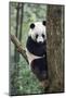 China, Sichuan, Chengdu, Giant Panda Bear at Chengdu Research Base-Paul Souders-Mounted Photographic Print