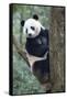 China, Sichuan, Chengdu, Giant Panda Bear at Chengdu Research Base-Paul Souders-Framed Stretched Canvas