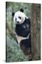 China, Sichuan, Chengdu, Giant Panda Bear at Chengdu Research Base-Paul Souders-Stretched Canvas