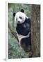 China, Sichuan, Chengdu, Giant Panda Bear at Chengdu Research Base-Paul Souders-Framed Premium Photographic Print