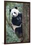 China, Sichuan, Chengdu, Giant Panda Bear at Chengdu Research Base-Paul Souders-Framed Premium Photographic Print