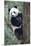 China, Sichuan, Chengdu, Giant Panda Bear at Chengdu Research Base-Paul Souders-Mounted Premium Photographic Print