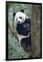 China, Sichuan, Chengdu, Giant Panda Bear at Chengdu Research Base-Paul Souders-Framed Premium Photographic Print