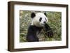 China, Sichuan, Chengdu, Giant Panda Bear Feeding on Bamboo Shoots-Paul Souders-Framed Photographic Print