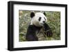 China, Sichuan, Chengdu, Giant Panda Bear Feeding on Bamboo Shoots-Paul Souders-Framed Photographic Print