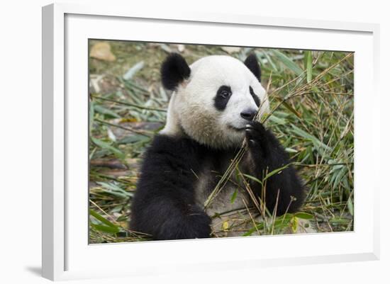 China, Sichuan, Chengdu, Giant Panda Bear Feeding on Bamboo Shoots-Paul Souders-Framed Photographic Print