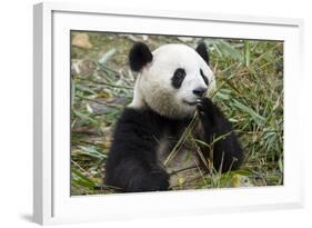 China, Sichuan, Chengdu, Giant Panda Bear Feeding on Bamboo Shoots-Paul Souders-Framed Photographic Print