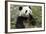 China, Sichuan, Chengdu, Giant Panda Bear Feeding on Bamboo Shoots-Paul Souders-Framed Photographic Print