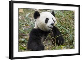 China, Sichuan, Chengdu, Giant Panda Bear Feeding on Bamboo Shoots-Paul Souders-Framed Photographic Print