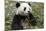 China, Sichuan, Chengdu, Giant Panda Bear Feeding on Bamboo Shoots-Paul Souders-Mounted Photographic Print