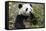 China, Sichuan, Chengdu, Giant Panda Bear Feeding on Bamboo Shoots-Paul Souders-Framed Stretched Canvas