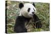 China, Sichuan, Chengdu, Giant Panda Bear Feeding on Bamboo Shoots-Paul Souders-Stretched Canvas