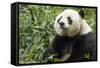 China, Sichuan, Chengdu, Giant Panda Bear Feeding on Bamboo Shoots-Paul Souders-Framed Stretched Canvas