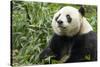 China, Sichuan, Chengdu, Giant Panda Bear Feeding on Bamboo Shoots-Paul Souders-Stretched Canvas