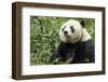 China, Sichuan, Chengdu, Giant Panda Bear Feeding on Bamboo Shoots-Paul Souders-Framed Photographic Print