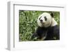 China, Sichuan, Chengdu, Giant Panda Bear Feeding on Bamboo Shoots-Paul Souders-Framed Photographic Print