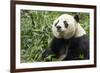 China, Sichuan, Chengdu, Giant Panda Bear Feeding on Bamboo Shoots-Paul Souders-Framed Photographic Print